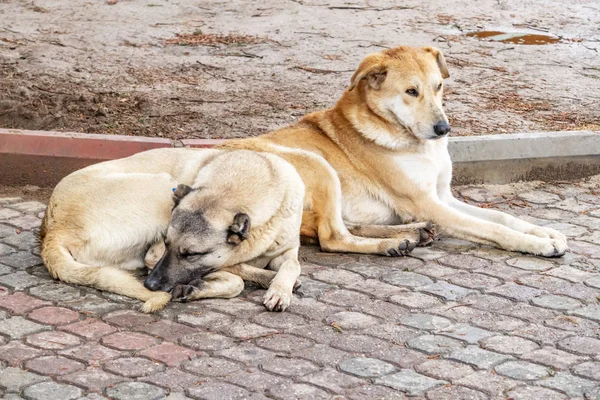 our friends dogs on the street