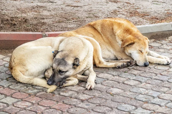 our friends dogs on the street
