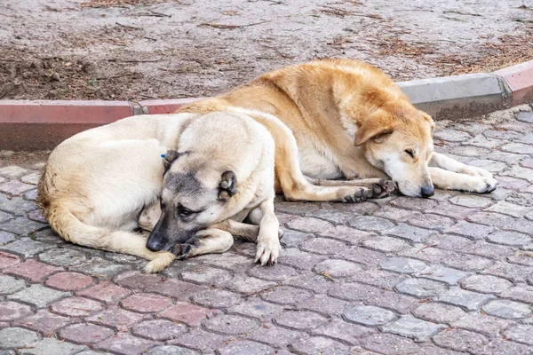 Σκυλιά Μας Φίλοι Στο Δρόμο — Φωτογραφία Αρχείου