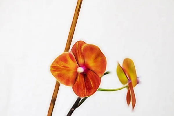 Zarif Orkide Çiçekleri Kapatın — Stok fotoğraf