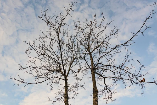 冬季和多云天气中的树木 — 图库照片