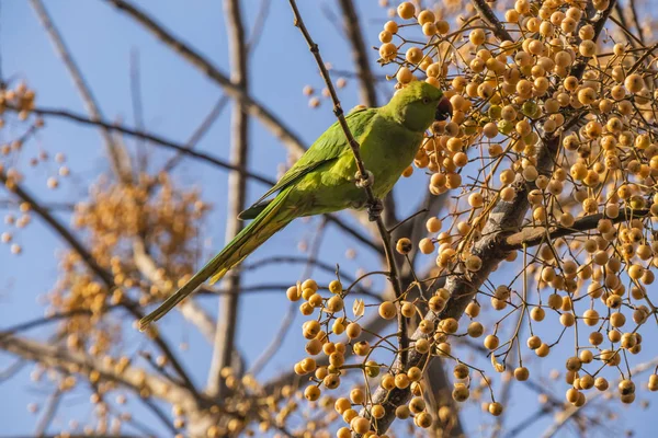 Papuga Zielonych Liści Natura Bliska — Zdjęcie stockowe