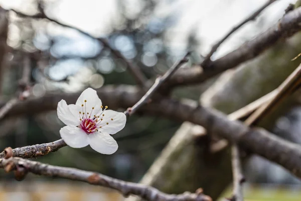 Закрыть Весенний Цветок Природе — стоковое фото