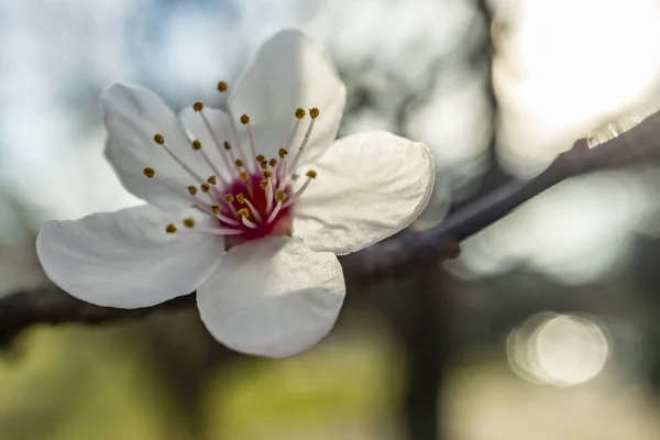 Cerca Flor Primavera Naturaleza — Foto de Stock