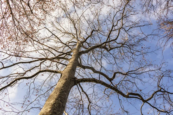 Drzewo Sezonie Zimowym Pochmurna Pogoda — Zdjęcie stockowe