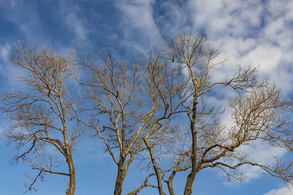 Arbre Saison Hivernale Temps Nuageux — Photo