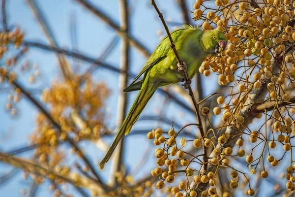 Εσωτερικη Παπαγάλος Στα Πράσινα Φύλλα Στη Φύση — Φωτογραφία Αρχείου