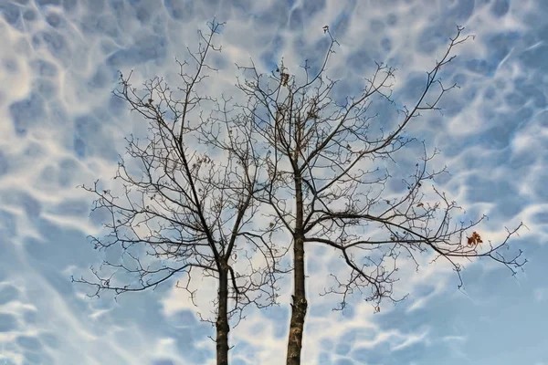 Träd Vintersäsongen Och Molnigt Väder — Stockfoto