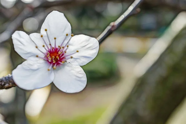 クローズ アップ自然の中の春の花 — ストック写真