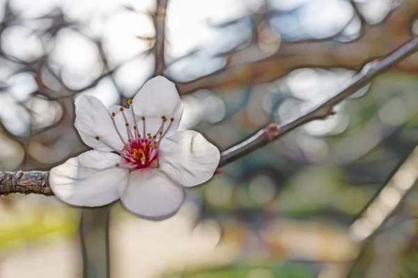 クローズ アップ自然の中の春の花 — ストック写真