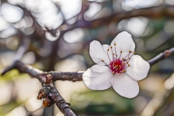 Cerca Flor Primavera Naturaleza — Foto de Stock