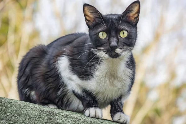 Aus Nächster Nähe Niedliche Freunde Katzen Der Natur — Stockfoto