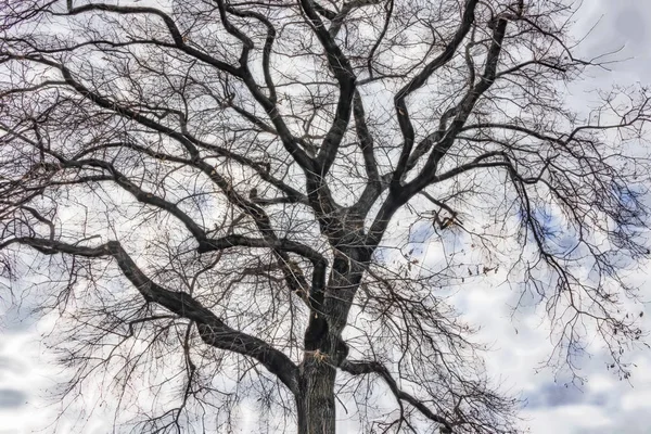 Baum Winter Und Trübes Wetter — Stockfoto