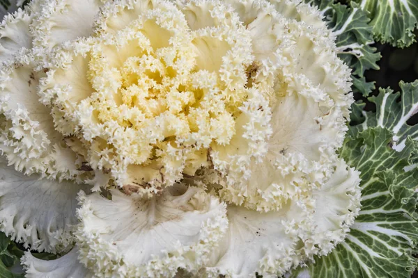 Ornamental cabbage flower in nature — Stock Image Ornamental Cabbage Flower Nature Stock Picture