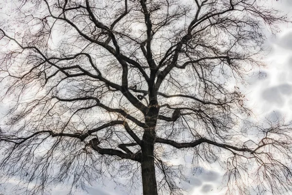 Boom Winterseizoen Bewolkt Weer — Stockfoto