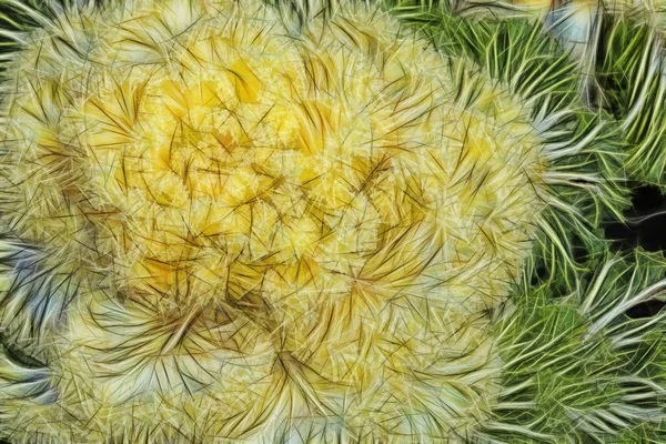 Ornamental cabbage flower in nature — Stock Image Ornamental Cabbage Flower Nature Stock Photo