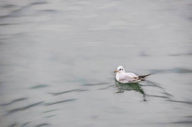 deniz doğa üzerinde martı