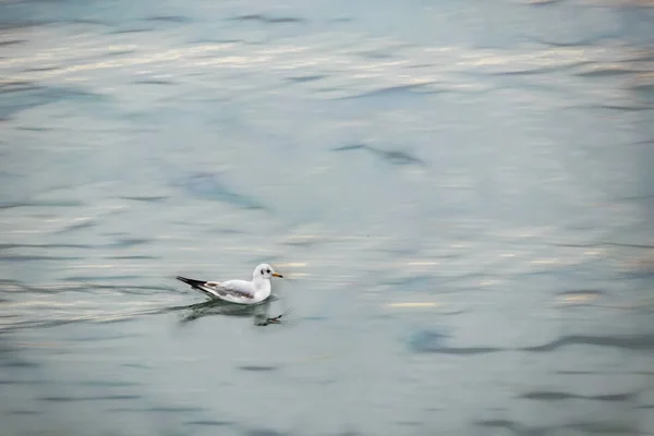 Möwe Auf See Der Natur — Stockfoto