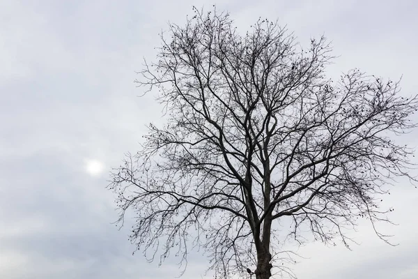 Árbol Temporada Invierno Clima Nublado —  Fotos de Stock