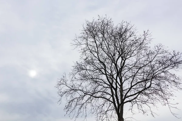 Drzewo Sezonie Zimowym Pochmurna Pogoda — Zdjęcie stockowe