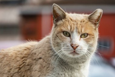 sevimli arkadaşlar kediler doğada kapatın
