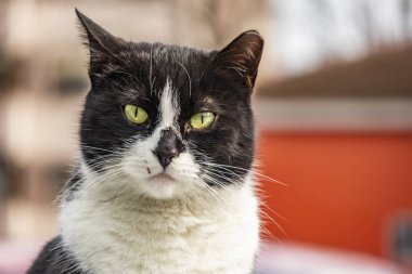 sevimli arkadaşlar kediler doğada kapatın