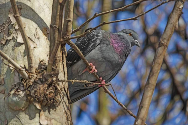 Pigeon Sur Fil Dans Nature — Photo