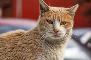 sevimli arkadaşlar kediler doğada kapatın