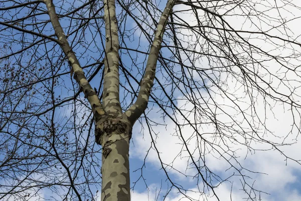 Árbol Temporada Invierno Clima Nublado —  Fotos de Stock