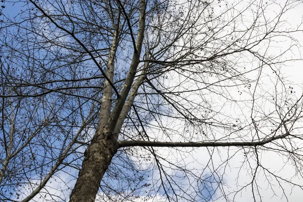 Дерево Зимний Сезон Облачная Погода — стоковое фото