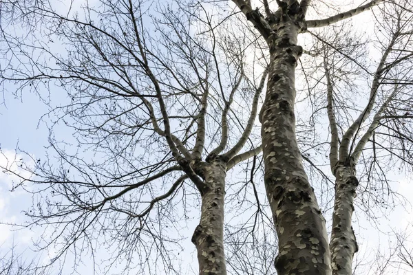 Arbre Saison Hivernale Temps Nuageux — Photo