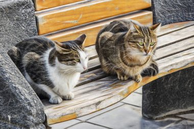 sevimli arkadaşlar kediler doğada kapatın