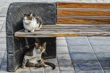 sevimli arkadaşlar kediler doğada kapatın