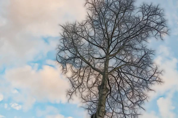 Дерево Зимний Сезон Облачная Погода — стоковое фото
