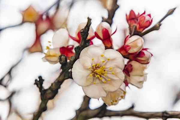 Vårblommor Trädgrenar Naturen — Stockfoto