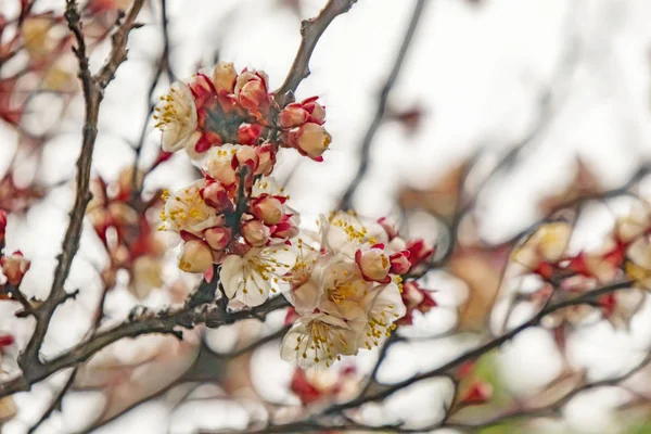 自然界の木の枝に春の花 — ストック写真