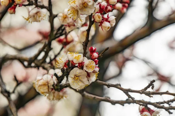 Lentebloemen Boomtakken Natuur — Stockfoto