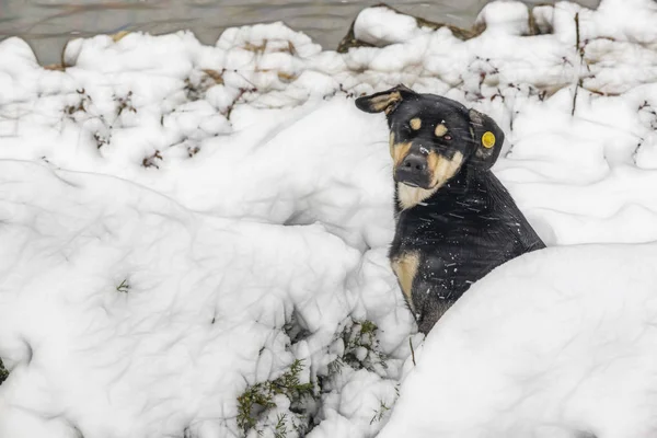 Hund Aus Nächster Nähe Schnee Der Natur — Stockfoto