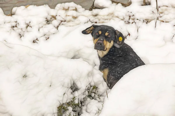 Hund Aus Nächster Nähe Schnee Der Natur — Stockfoto