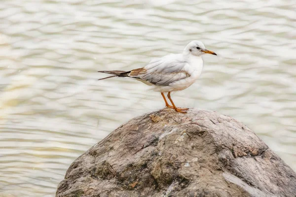 martı kaya doğada denize yakın