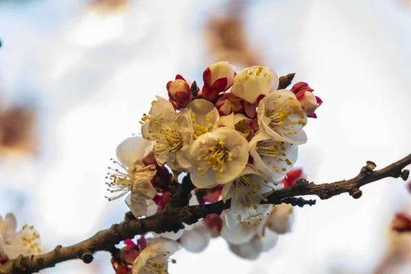 Lentebloemen Boomtakken Natuur — Stockfoto