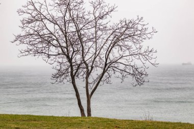 ağaçlar kış sezonu ve bulutlu weatherwith çim ve deniz