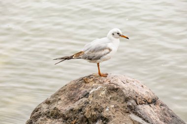 martı kaya doğada denize yakın