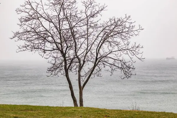 Alberi Nella Stagione Invernale Tempo Nuvolosocon Erba Mare — Foto Stock