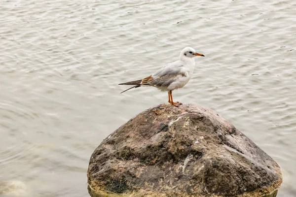 martı kaya doğada denize yakın