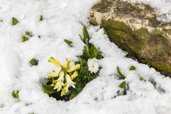 Vicino Fiori Sotto Neve Natura — Foto Stock