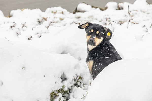 自然の雪で犬を閉じる — ストック写真