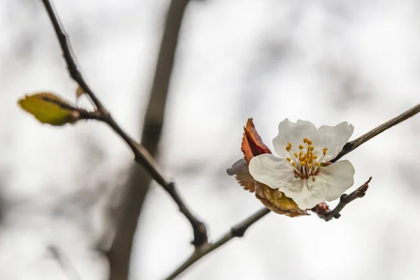 自然界の木の枝に春の花 — ストック写真