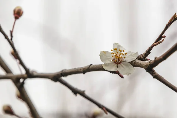 Frühlingsblumen Auf Ästen Der Natur — Stockfoto