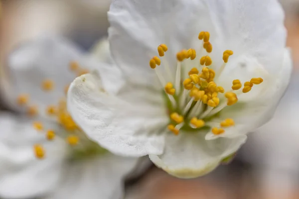 自然界の木の枝に春の花 — ストック写真